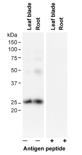 Western blot using anti-PIP2;1 rice aquaporin antibodies